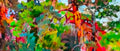 Tongues of Eden, Print